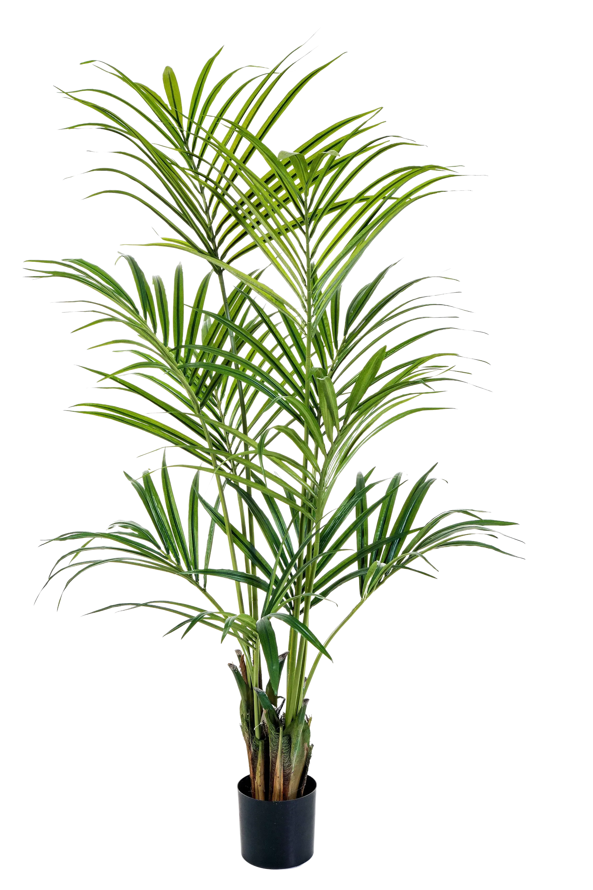 Künstliche Kentia Palme - Cataleya | 172 cm