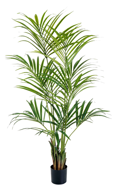 Künstliche Kentia Palme - Cataleya, 172 cm, Kunstbaum von aplanta, in Natur, für drinnen