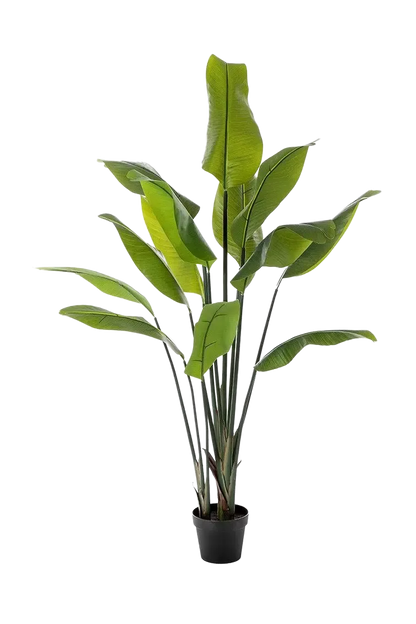Künstliche Strelitzia - Clemens, 150 cm, Kunstbaum von aplanta, in Natur, für drinnen