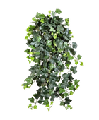 Hochwertige künstliche Hängepflanze auf transparentem Hintergrund mit echt wirkenden Kunstblättern in natürlicher Anordnung. Künstlicher Efeu - Emily hat die Farbe Natur und ist 75 cm hoch. | aplanta Kunstpflanzen