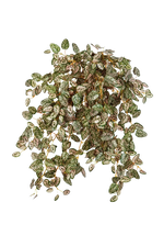 Künstliche Hypoestes - Eliah, Kunstpflanze von aplanta, Steckpflanze, in Natur, für drinnen