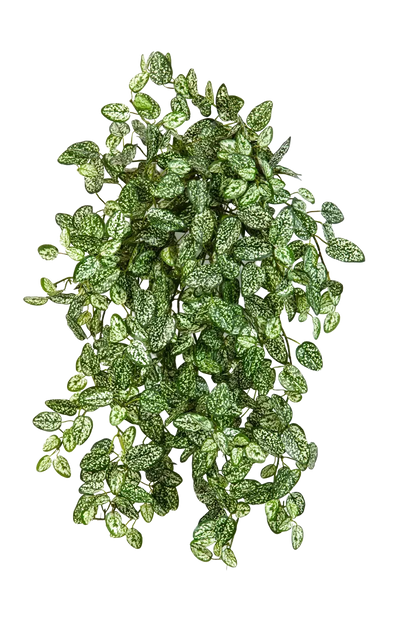 Hochwertige künstliche Hängepflanze auf transparentem Hintergrund mit echt wirkenden Kunstblättern in natürlicher Anordnung. Künstliche Hypoestes - Efe hat die Farbe Natur | aplanta Kunstpflanzen