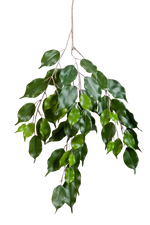 Künstlicher Ficus-Zweig - Georgia auf transparentem Hintergrund mit echt wirkenden Kunstblättern in natürlicher Anordnung. Künstlicher Ficus-Zweig - Georgia hat die Farbe Natur | aplanta Kunstpflanzen