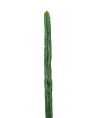 Künstlicher Kaktus - Henning | 180 cm