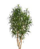 Künstlicher Drachenbaum - Hauke auf transparentem Hintergrund mit echt wirkenden Kunstblättern in natürlicher Anordnung. Künstlicher Drachenbaum - Hauke hat die Farbe Natur und ist 180 cm hoch. | aplanta Kunstpflanzen