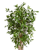 Künstlicher Drachenbaum - Ina | 180 cm