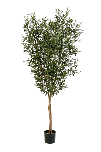 Künstliche Olivenbaum - Ilona, 180 cm, Kunstbaum von aplanta, in Natur, für drinnen