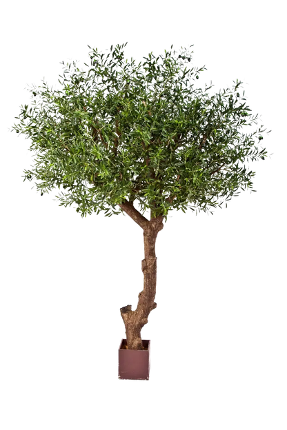 Künstlicher Olivenbaum - Ilias, 270 cm, Kunstbaum von aplanta, in Natur, für drinnen
