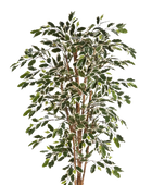 Künstlicher Chinesischer Ficus - Ivan | 180 cm