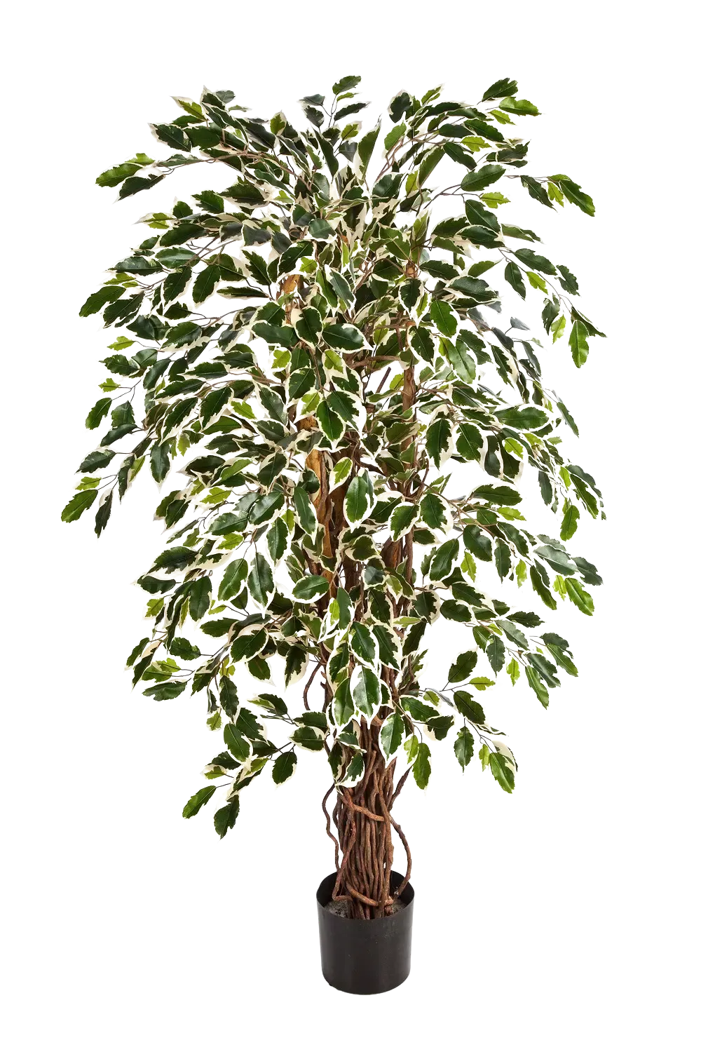 Künstlicher Ficus - Ravian, 180 cm, Kunstbaum von aplanta, mit Echtholzstamm, inkl. Startertopf, in Natur, für drinnen