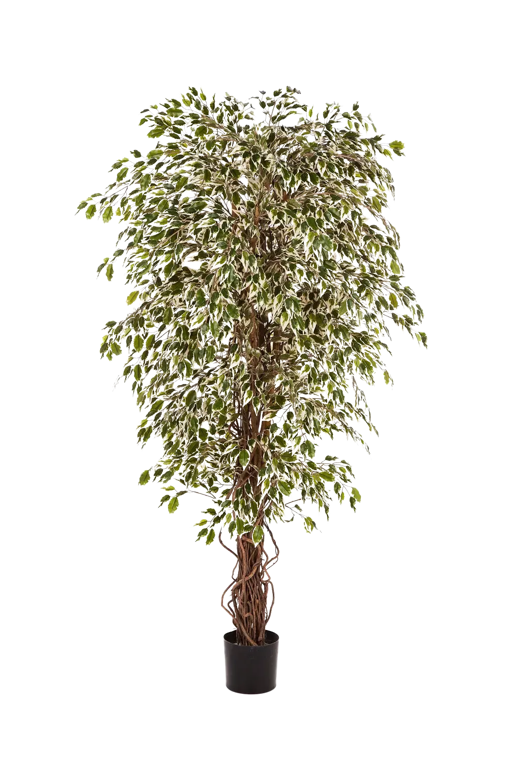 Künstlicher Ficus- Jessica | 210 cm