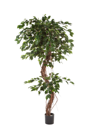 Künstlicher Ficus – Seraphius | 180 cm