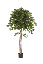 Künstlicher Ficus - Kathleen, 210 cm, Kunstbaum von aplanta, in Natur, für drinnen