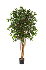 Künstlicher Ficus Retusa - Caelior, 180 cm, Kunstbaum von aplanta, mit Echtholzstamm, inkl. Startertopf, in Grün, für drinnen
