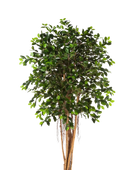 Künstlicher Chinesischer Ficus - Konstantin | 210 cm