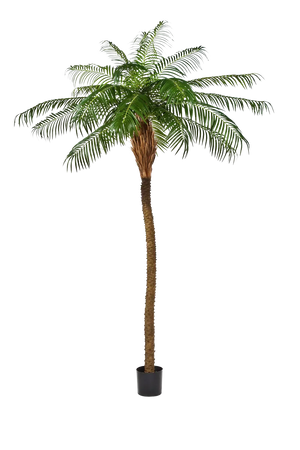 Künstliche Phoenixpalme – Zephyra | 210 cm