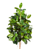 Künstlicher Gummibaum - Karim auf transparentem Hintergrund mit echt wirkenden Kunstblättern in natürlicher Anordnung. Künstlicher Gummibaum - Karim hat die Farbe Natur und ist 210 cm hoch. | aplanta Kunstpflanzen