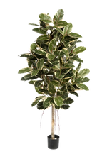 Künstlicher Gummibaum - Kerim, 210 cm, Kunstbaum von aplanta, mit Echtholzstamm, für drinnen