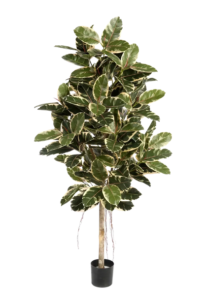 Künstlicher Gummibaum - Kerim, 210 cm, Kunstbaum von aplanta, mit Echtholzstamm, für drinnen