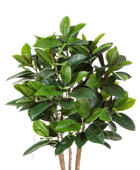 Künstlicher Gummibaum - Laura auf transparentem Hintergrund mit echt wirkenden Kunstblättern. Diese Kunstpflanze gehört zur Gattung/Familie der 