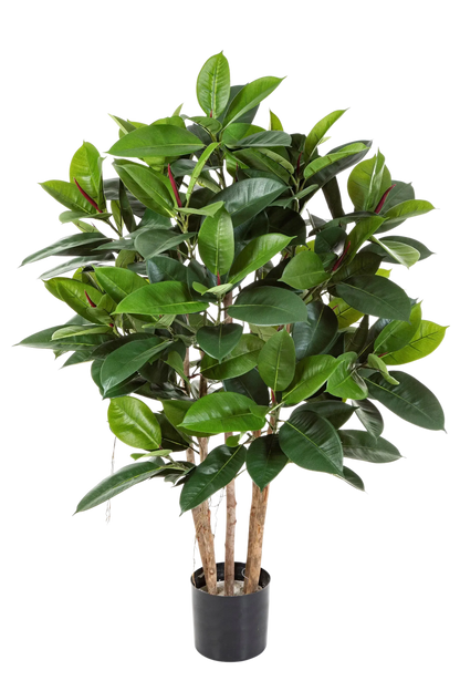 Künstlicher Gummibaum - Laura auf transparentem Hintergrund mit echt wirkenden Kunstblättern. Diese Kunstpflanze gehört zur Gattung/Familie der "Gummibäume" bzw. "Kunst-Gummibäume".