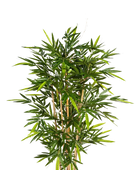Künstlicher Bambus - Melina auf transparentem Hintergrund mit echt wirkenden Kunstblättern. Diese Kunstpflanze gehört zur Gattung/Familie der 