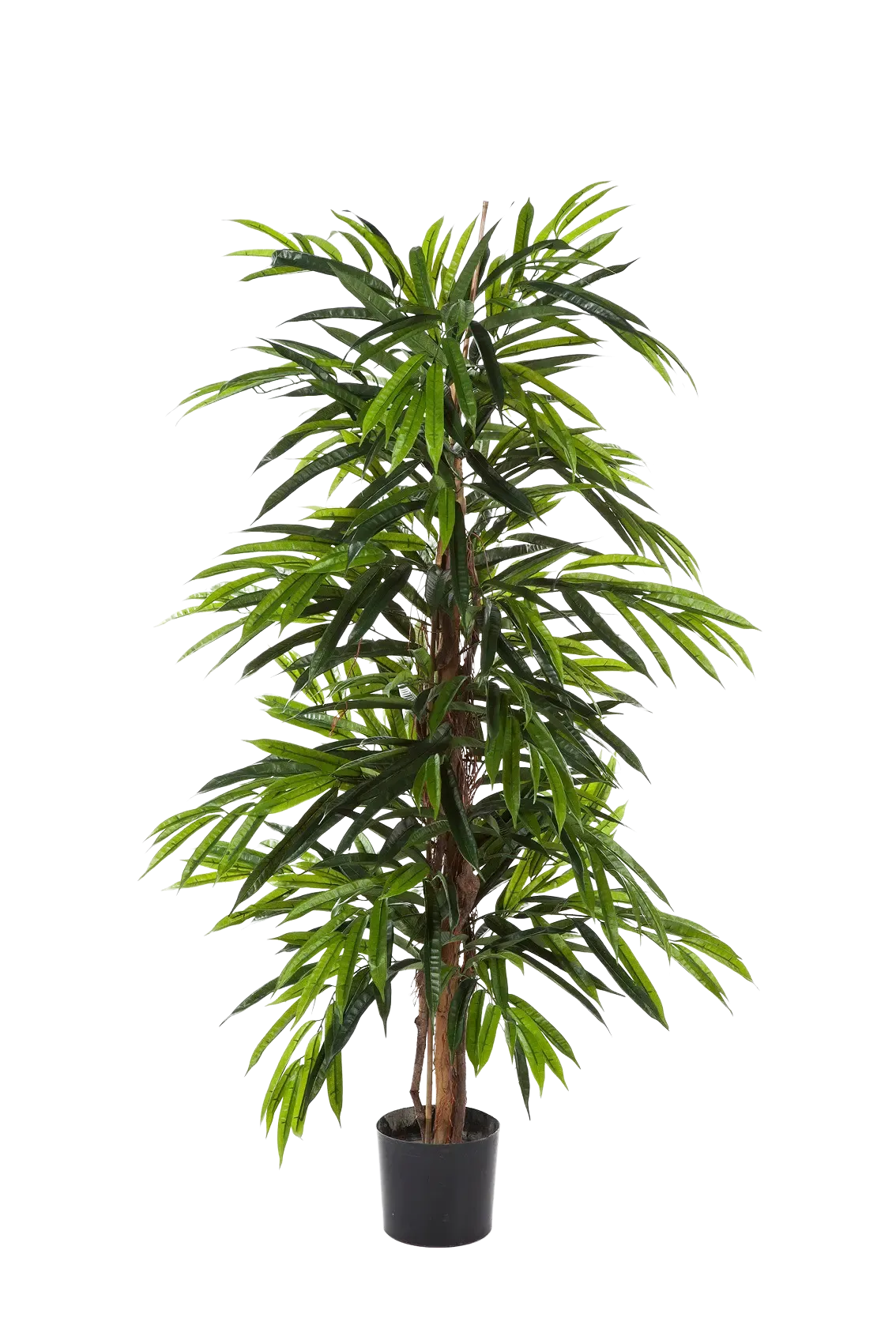 Künstliche Longifolia - Marvin | 210 cm