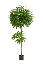 Künstliche Pachira - Natalia auf transparentem Hintergrund mit echt wirkenden Kunstblättern in natürlicher Anordnung. Künstliche Pachira - Natalia hat die Farbe Natur und ist 180 cm hoch. | aplanta Kunstpflanzen