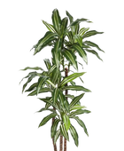 Künstlicher Drachenbaum - Nico | 150 cm auf transparentem Hintergrund mit echt wirkenden Kunstblättern in natürlicher Anordnung. | aplanta Kunstpflanzen