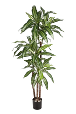 Künstlicher Drachenbaum - Nico | 150 cm auf transparentem Hintergrund mit echt wirkenden Kunstblättern in natürlicher Anordnung. | aplanta Kunstpflanzen