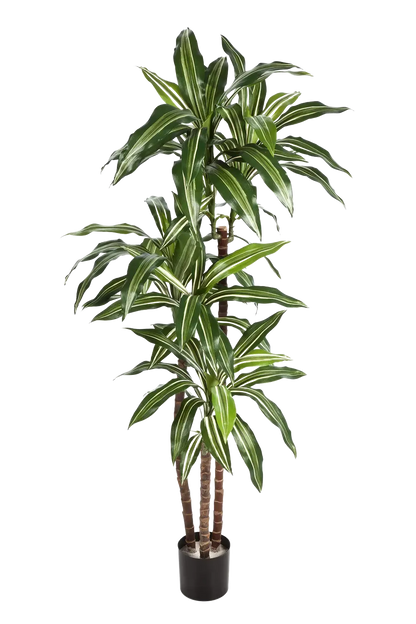 Künstlicher Drachenbaum - Nico | 150 cm auf transparentem Hintergrund mit echt wirkenden Kunstblättern in natürlicher Anordnung. | aplanta Kunstpflanzen