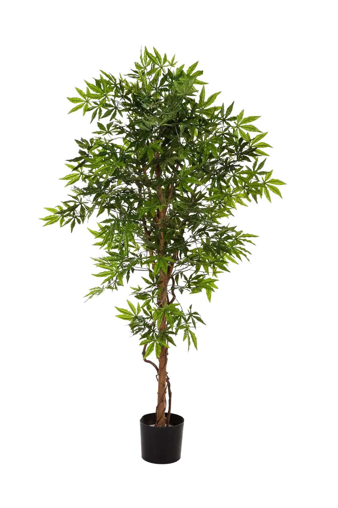 Künstlicher Japanischer Ahorn - Ottilie, 150 cm, Kunstbaum von aplanta, in Natur, für drinnen