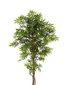 Künstlicher Japanischer Ahorn - Ottilie auf transparentem Hintergrund mit echt wirkenden Kunstblättern in natürlicher Anordnung. Künstlicher Japanischer Ahorn - Ottilie hat die Farbe Natur und ist 210 cm hoch. | aplanta Kunstpflanzen