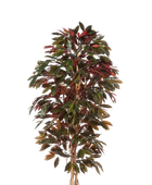 Künstlicher Capensia-Baum - Oliver | 210 cm