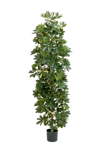 Künstlicher Schefflera Baum - Osman, 180 cm, Kunstbaum von aplanta, für drinnen