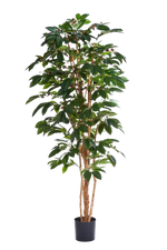 Künstlicher Kaffebaum - Philomena | 180 cm