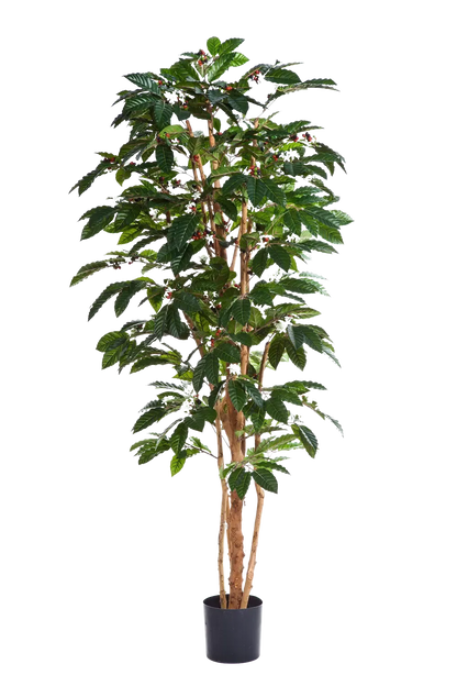 Künstlicher Kaffebaum - Philomena, 210 cm, Kunstbaum von aplanta, mit Echtholzstamm, für drinnen