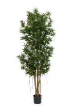 Künstlicher Podocarpus Reflexa- Paul, 210 cm, Kunstbaum von aplanta, in Natur, für drinnen