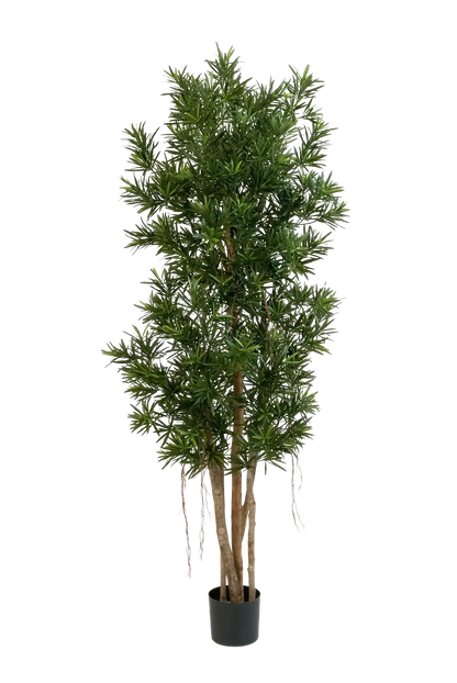 Künstlicher Podocarpus Reflexa- Paul, 210 cm, Kunstbaum von aplanta, in Natur, für drinnen