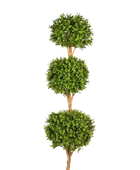 Hochwertiger Buchsbaum künstlich auf transparentem Hintergrund mit echt wirkenden Kunstblättern in natürlicher Anordnung. Künstlicher Buchsbaum - Ruben hat die Farbe Natur und ist 190 cm hoch. | aplanta Kunstpflanzen