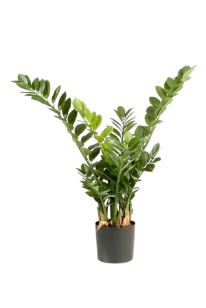 Künstliche Zamioculcas - Svea | 90 cm