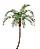 Hochwertige Kunstpalme auf transparentem Hintergrund mit echt wirkenden Kunstblättern in natürlicher Anordnung. Künstliche Phoenixpalme - Simon hat die Farbe Natur und ist 330 cm hoch. | aplanta Kunstpflanzen