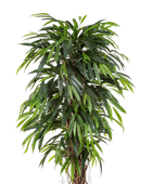 Künstliche Longifolia - Steven | 180 cm