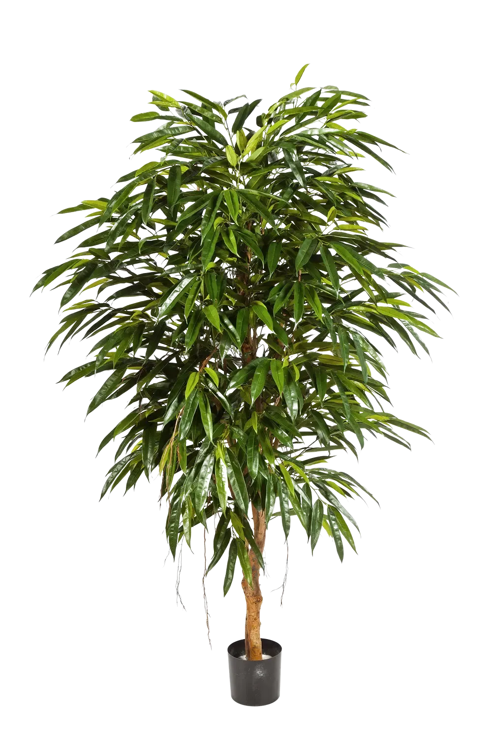 Künstliche Longifolia - Sean | 210 cm