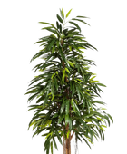 Künstliche Longifolia - Steffen | 210 cm