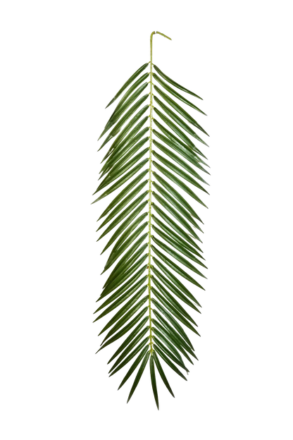 Künstliches Phoenixpalmenblatt - Oliwia, 88 cm, Kunstpflanze von aplanta, in Natur, für drinnen