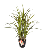 Hochwertiges Kunstgras auf transparentem Hintergrund mit echt wirkenden Kunstblättern in natürlicher Anordnung. Künstliches Grass - Oceane hat die Farbe und ist 75 cm hoch. | aplanta Kunstpflanzen