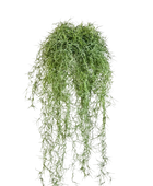 Hochwertige künstliche Hängepflanze auf transparentem Hintergrund mit echt wirkenden Kunstblättern in natürlicher Anordnung. Künstlicher Hängebusch- Maximilian hat die Farbe Natur und ist 80 cm hoch. | aplanta Kunstpflanzen