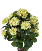 Hochwertige Hortensie künstlich auf transparentem Hintergrund mit echt wirkenden Kunstblättern in natürlicher Anordnung. Künstliche Hortensie - Noah hat die Farbe und ist 62 cm hoch. | aplanta Kunstpflanzen