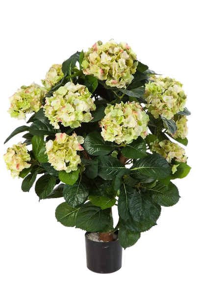 Hochwertige Hortensie künstlich auf transparentem Hintergrund mit echt wirkenden Kunstblättern in natürlicher Anordnung. Künstliche Hortensie - Noah hat die Farbe und ist 62 cm hoch. | aplanta Kunstpflanzen